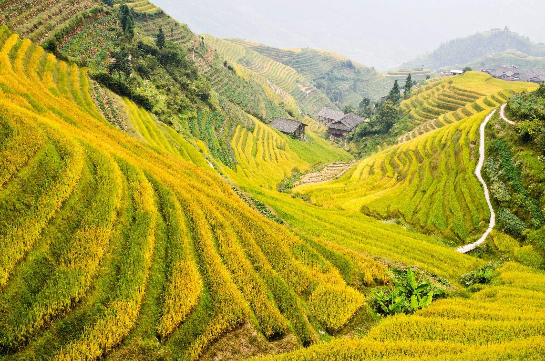Golden rice terraces ready for harvest